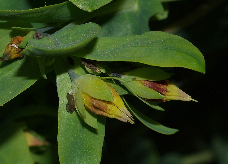 Cerinthe minor subsp. auriculata / Erba vajola auricolata