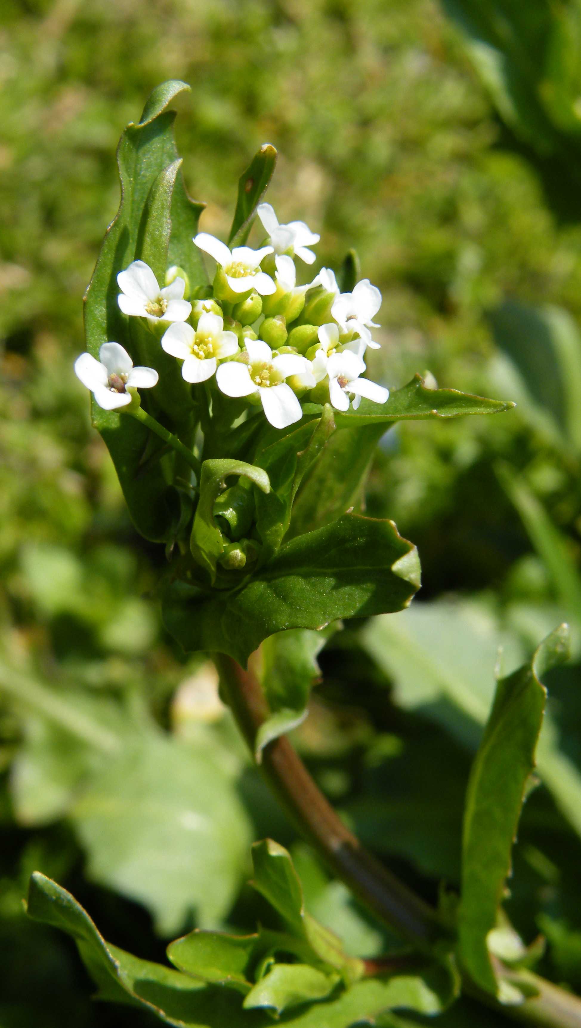 Calepina irregularis