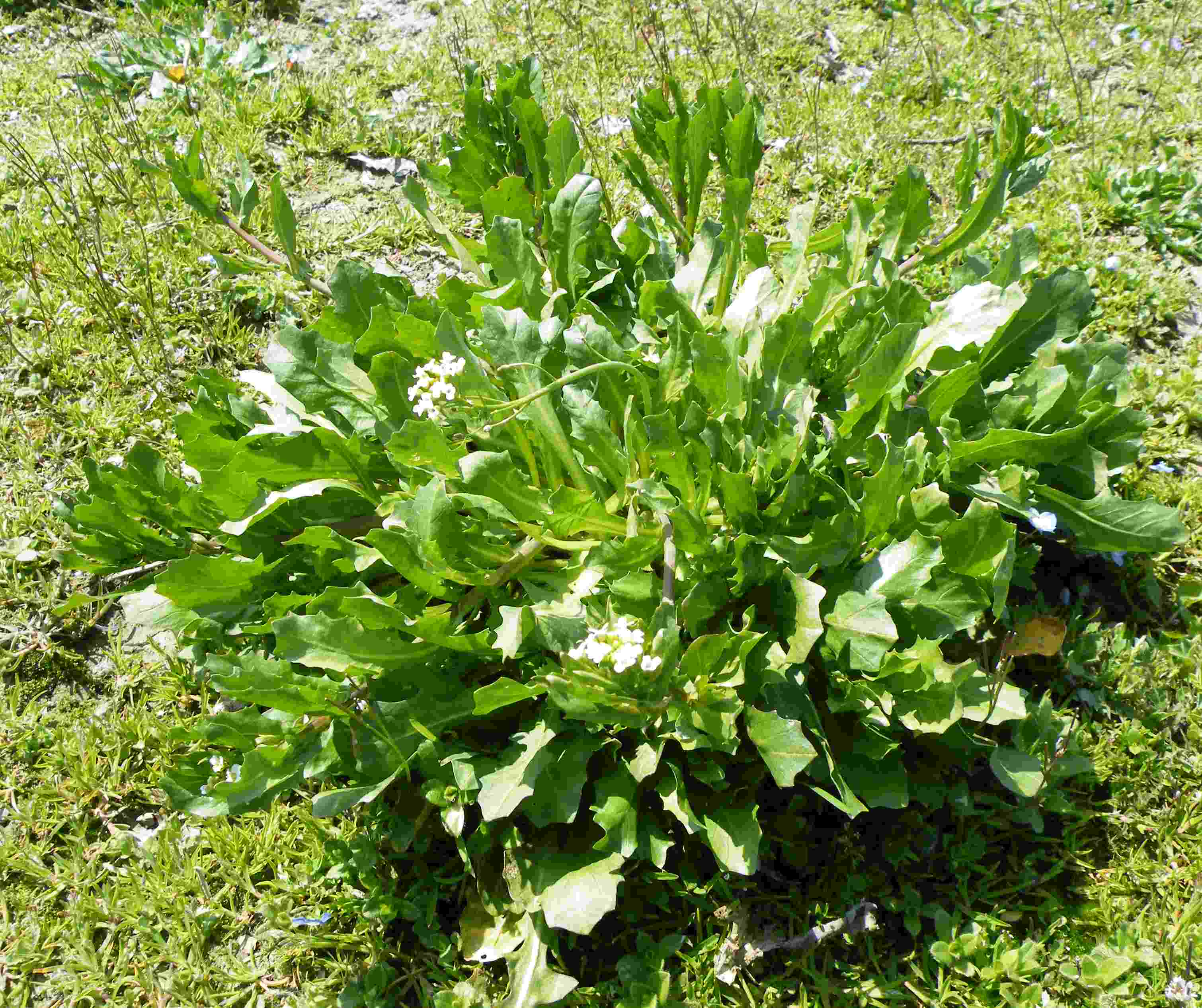 Calepina irregularis
