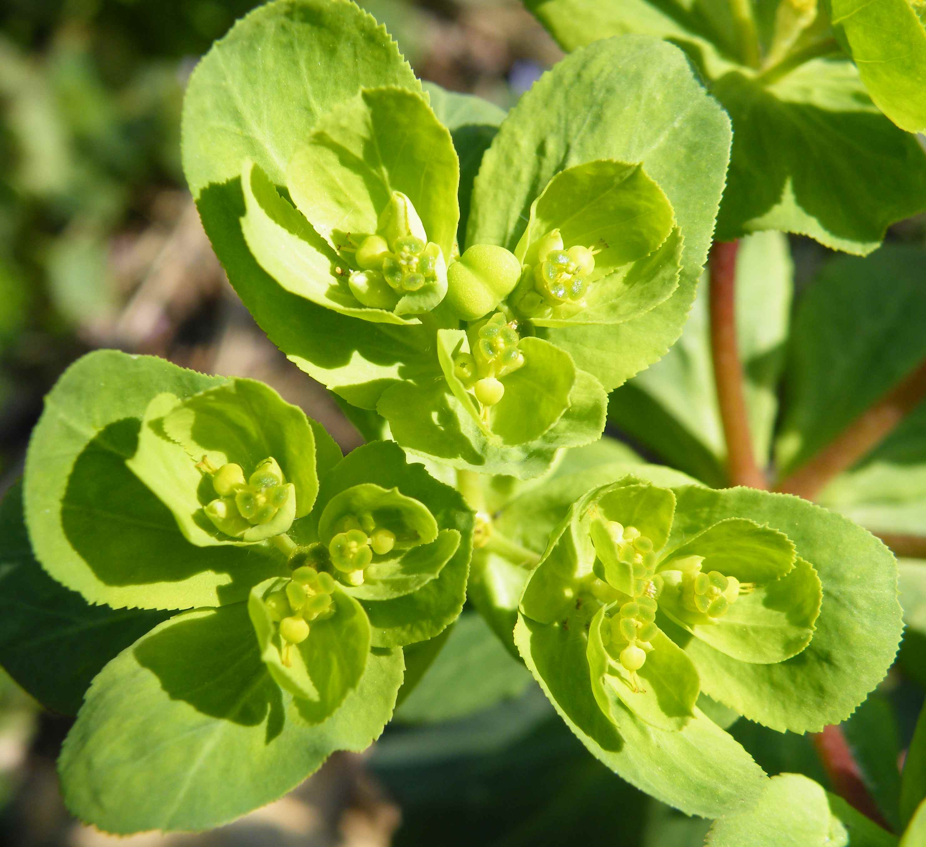 Euphorbia helioscopia