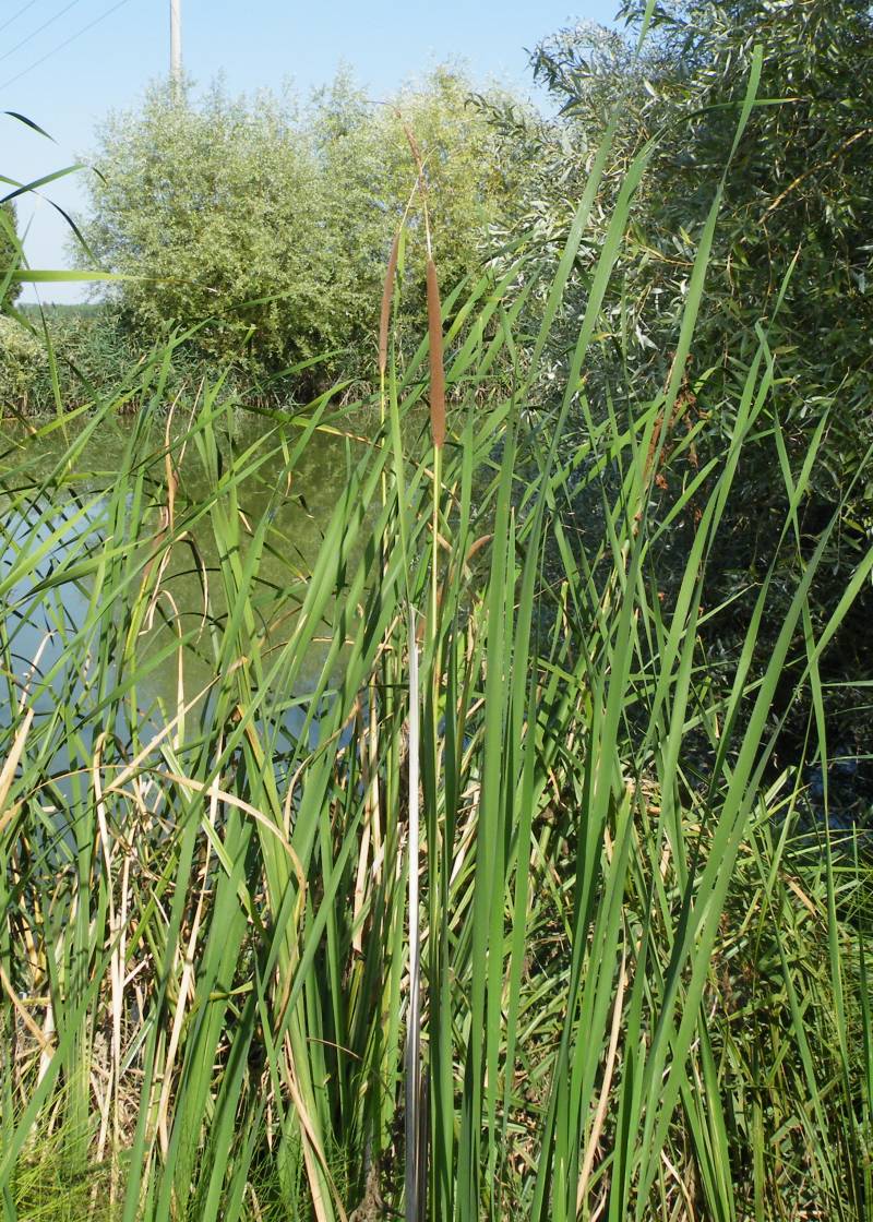 Typha angustifolia / Lisca a foglie strette