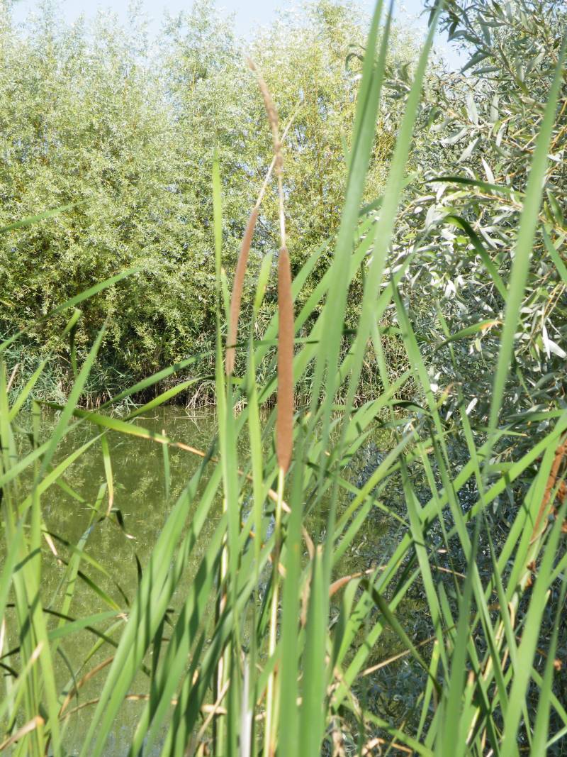 Typha angustifolia / Lisca a foglie strette