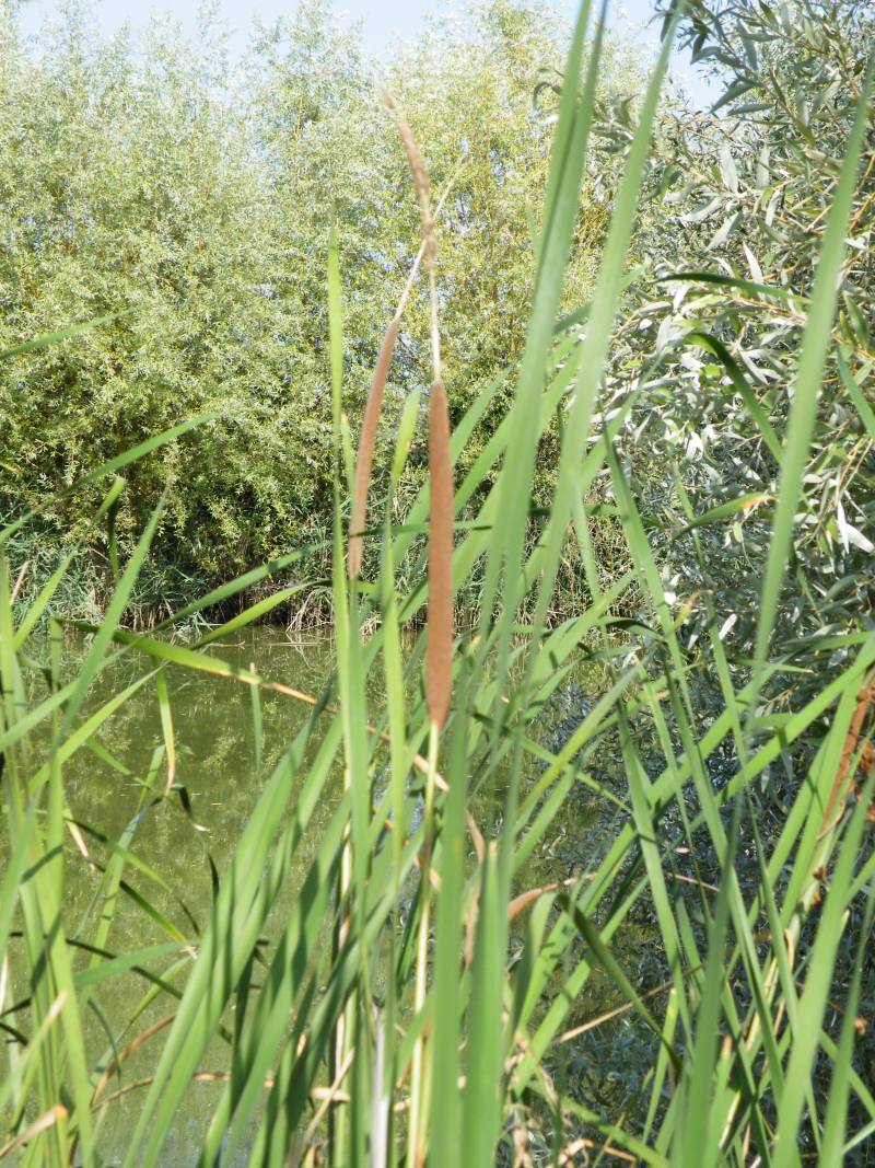 Typha angustifolia / Lisca a foglie strette