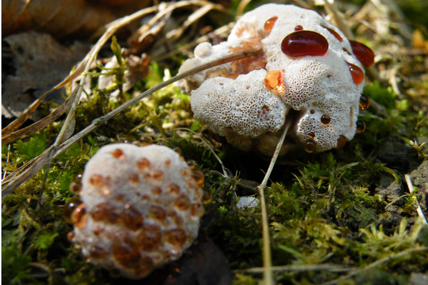 Determinazione fungo (Abortiporus biennis)