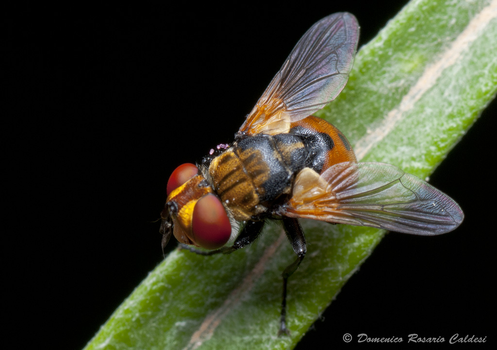 mosca da identificare