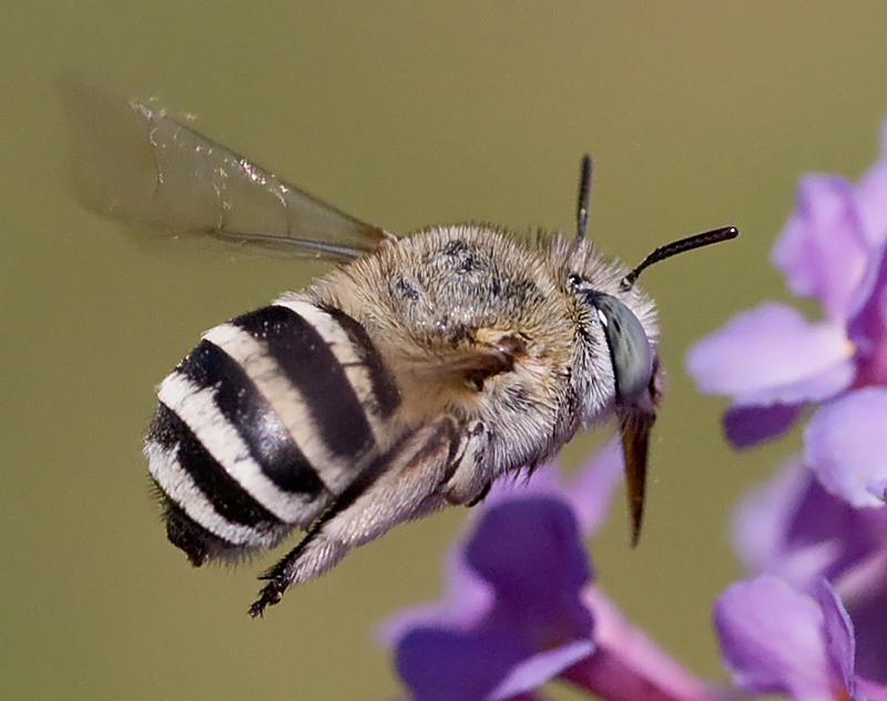 Amegilla cfr albigena ripresa in volo