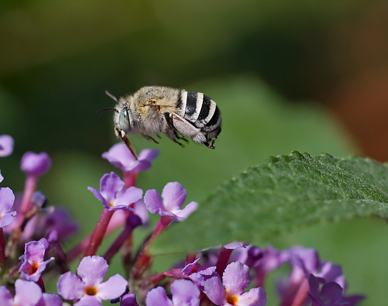 Amegilla cfr albigena ripresa in volo