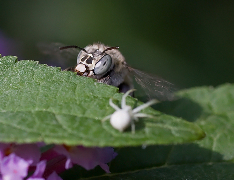 Amegilla cfr albigena ripresa in volo