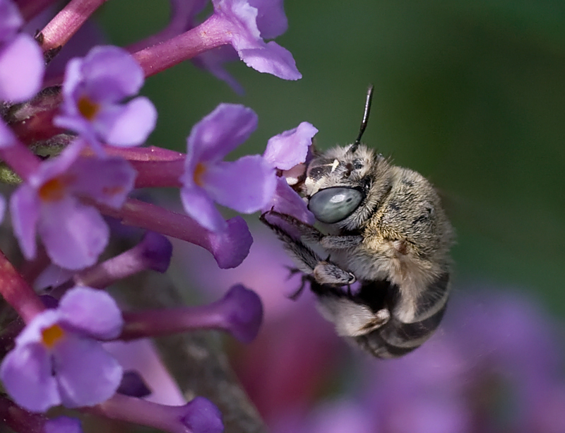 Amegilla cfr albigena ripresa in volo