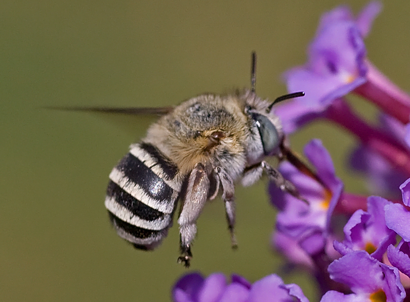 Amegilla cfr albigena ripresa in volo