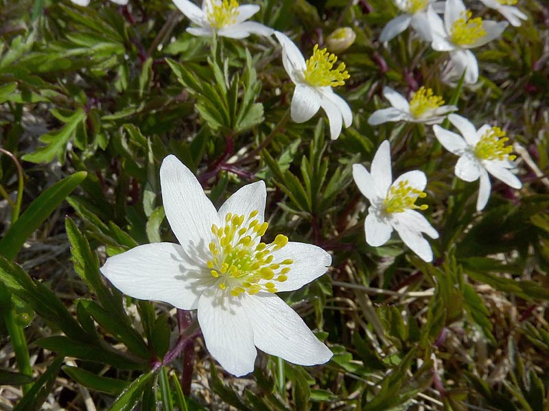 Anemonoides nemorosa