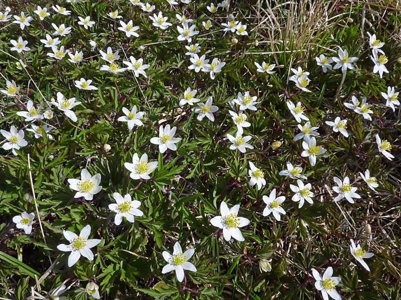 Anemonoides nemorosa