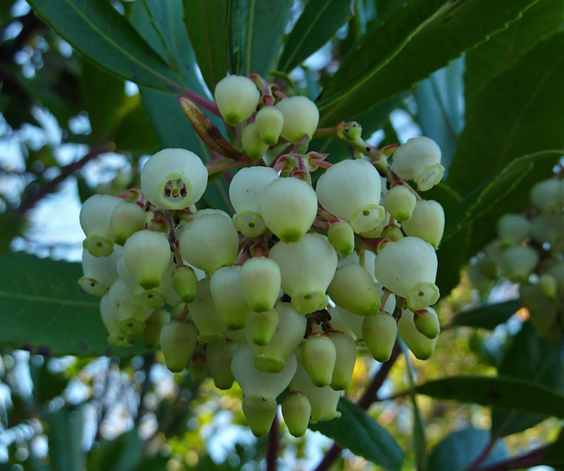 Arbutus unedo e Bupleurum fruticosum