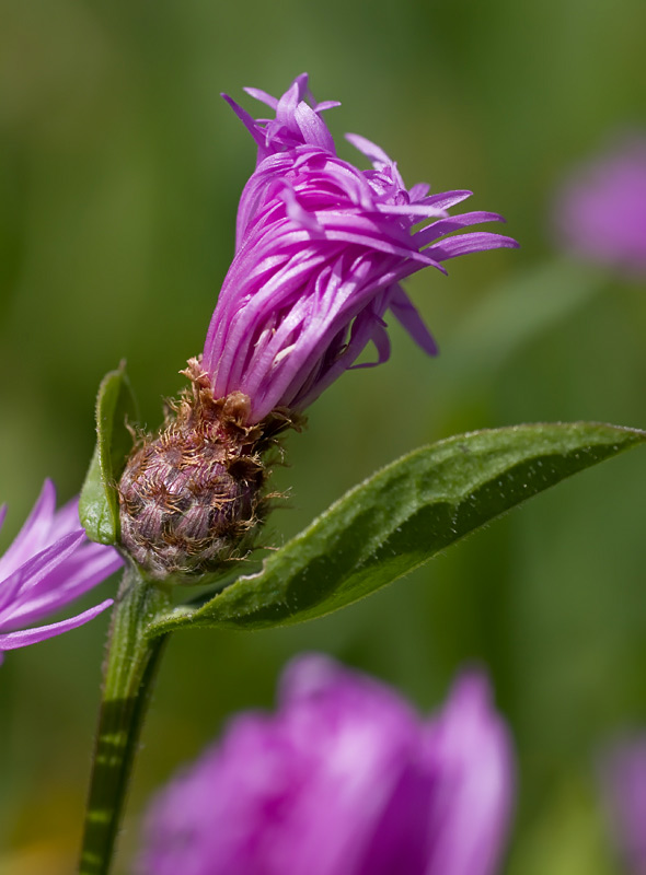Centaurea nigrescens  subsp. nigrescens / Fiordaliso nerastro