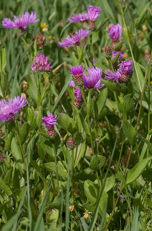 Centaurea nigrescens  subsp. nigrescens / Fiordaliso nerastro