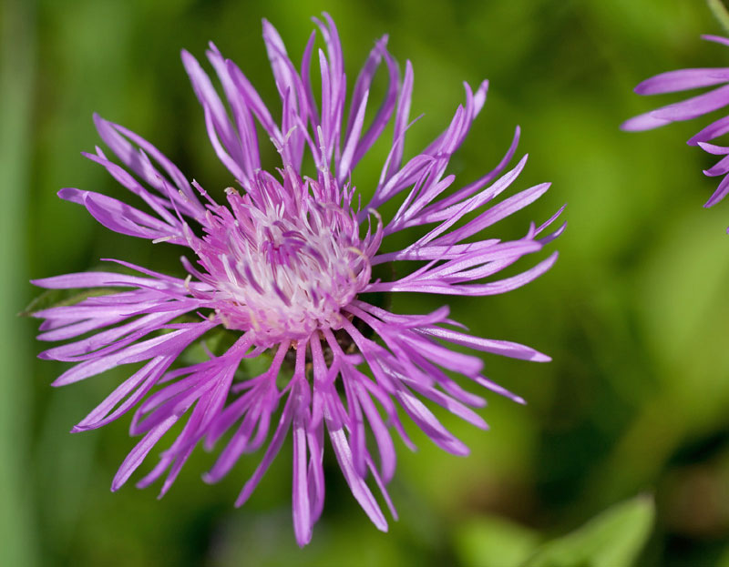 Centaurea nigrescens  subsp. nigrescens / Fiordaliso nerastro