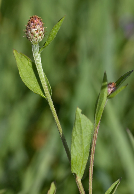 Centaurea nigrescens  subsp. nigrescens / Fiordaliso nerastro