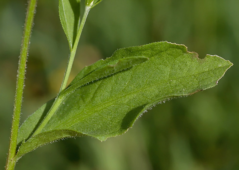 Centaurea nigrescens  subsp. nigrescens / Fiordaliso nerastro