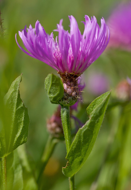 Centaurea nigrescens  subsp. nigrescens / Fiordaliso nerastro