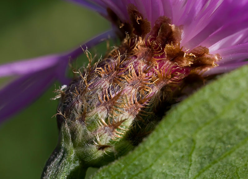 Centaurea nigrescens  subsp. nigrescens / Fiordaliso nerastro