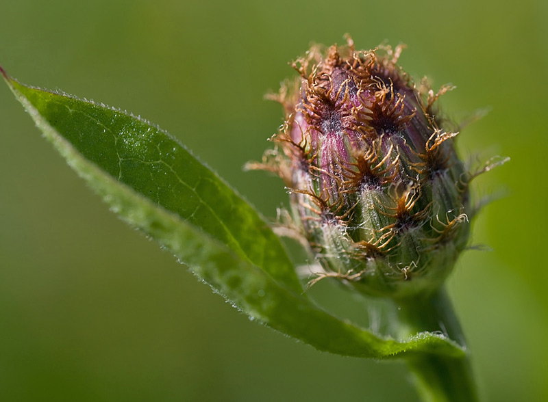 Centaurea nigrescens  subsp. nigrescens / Fiordaliso nerastro