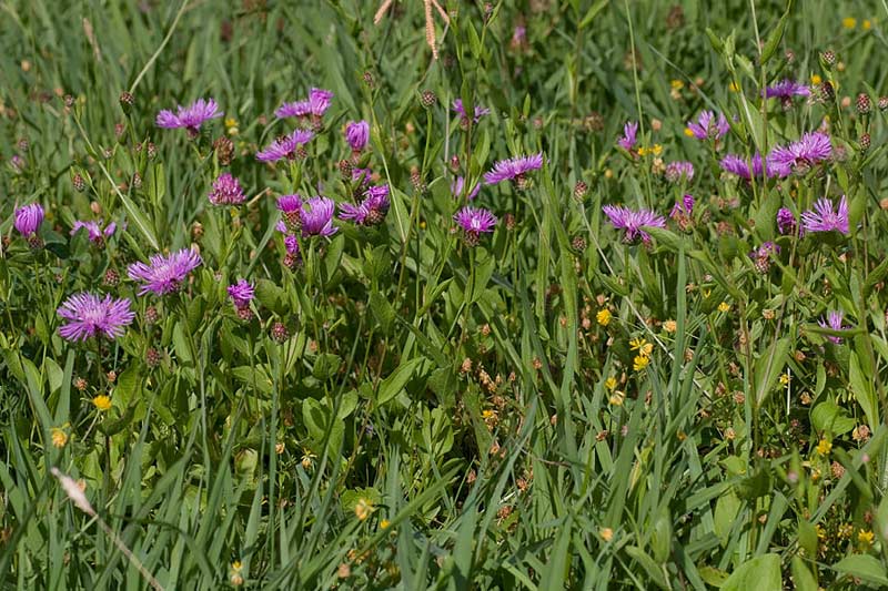Centaurea nigrescens  subsp. nigrescens / Fiordaliso nerastro