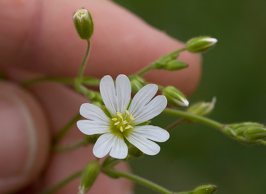 Cerastium ligusticum / Peverina ligure