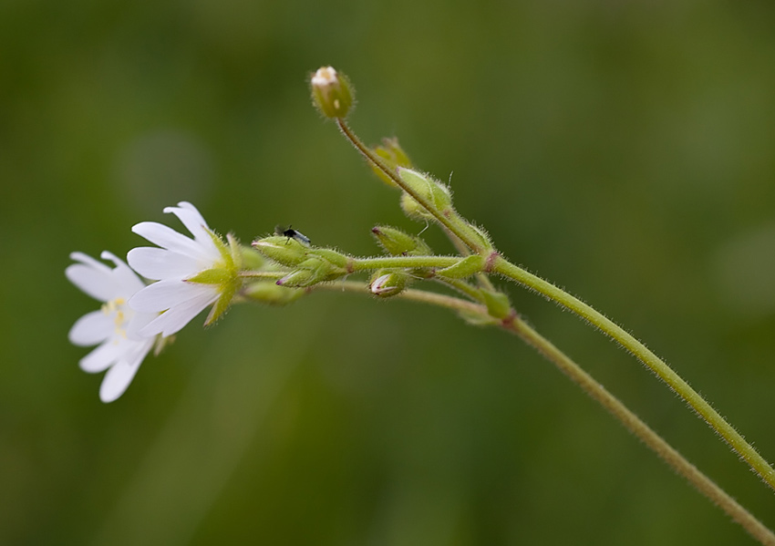 Cerastium ligusticum / Peverina ligure