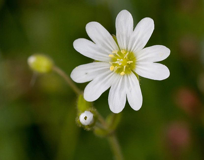 Cerastium ligusticum / Peverina ligure