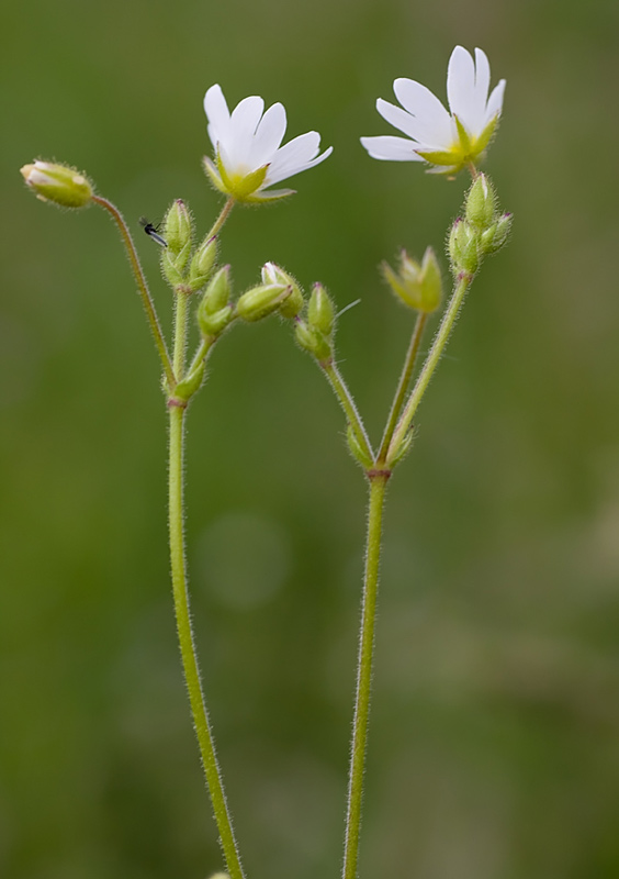 Cerastium ligusticum / Peverina ligure