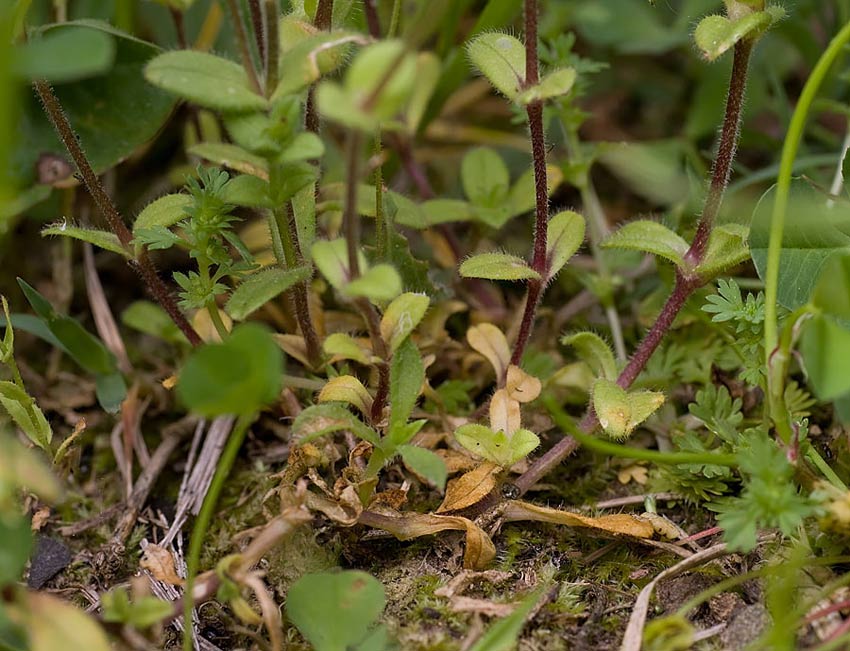 Cerastium ligusticum / Peverina ligure