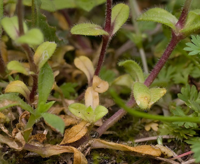 Cerastium ligusticum / Peverina ligure