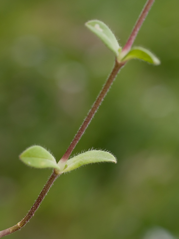 Cerastium ligusticum / Peverina ligure
