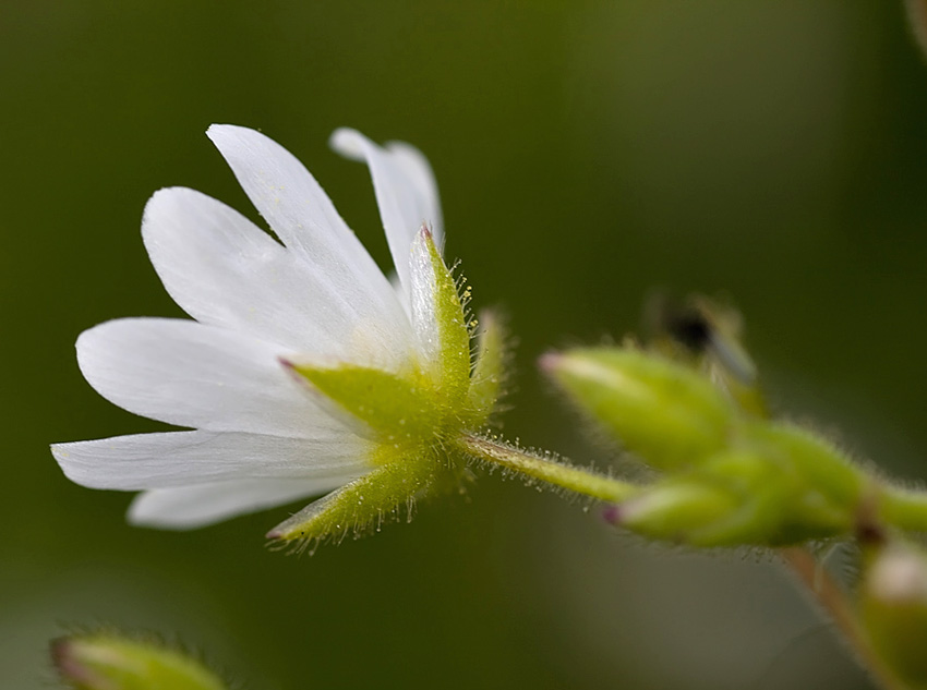 Cerastium ligusticum / Peverina ligure