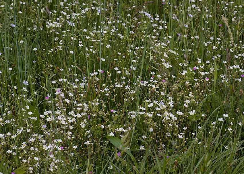 Cerastium ligusticum / Peverina ligure