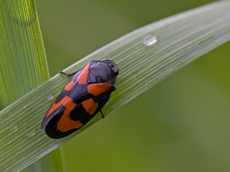 Cercopidae: Cercopis vulnerata