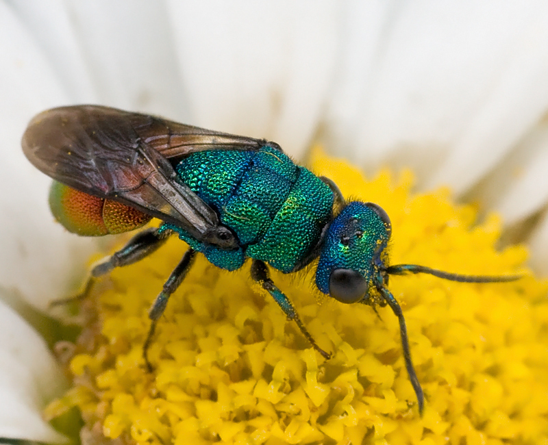 Chrysididae....quale? probabile Hedychrum nobile