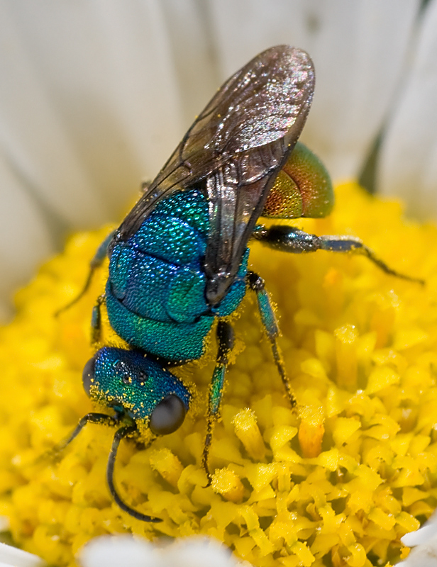 Chrysididae....quale? probabile Hedychrum nobile