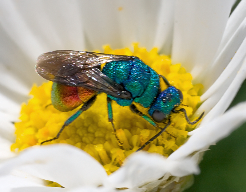 Chrysididae....quale? probabile Hedychrum nobile