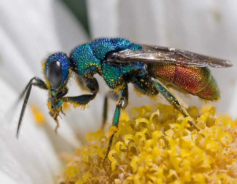 Chrysididae....quale? probabile Hedychrum nobile