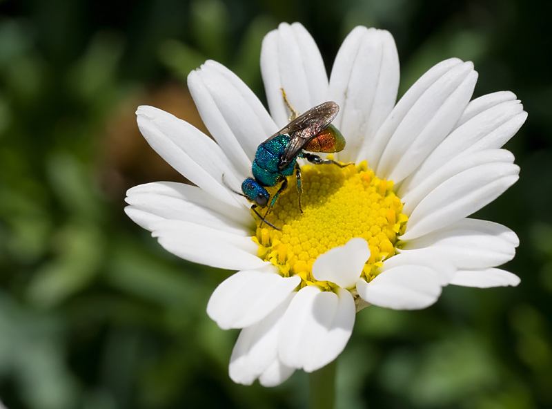 Chrysididae....quale? probabile Hedychrum nobile