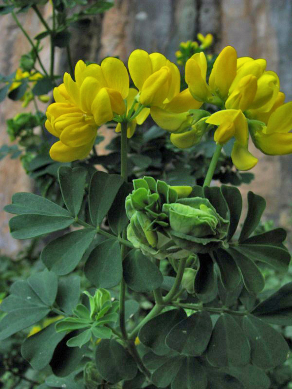 Coronilla valentina