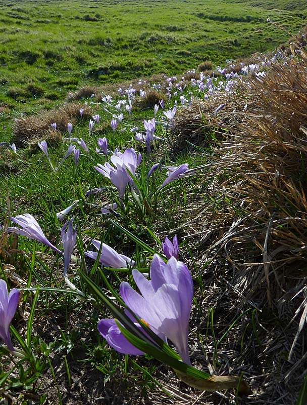 Crocus vernus subsp. vernus.