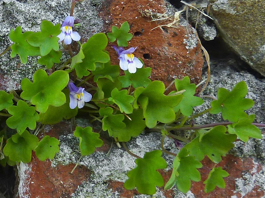 Cymbalaria muralis / Ciombolino comune