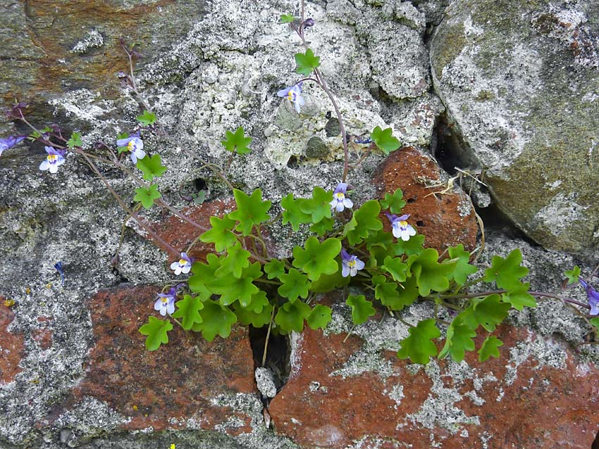 Cymbalaria muralis / Ciombolino comune