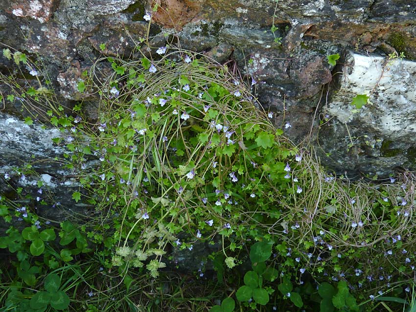 Cymbalaria muralis / Ciombolino comune