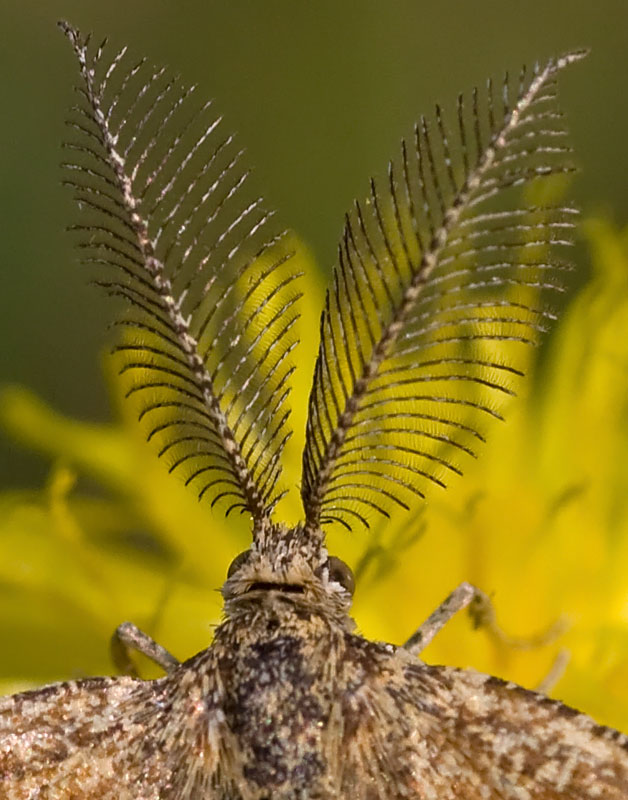 Geometride,  Ematurga atomaria? - S