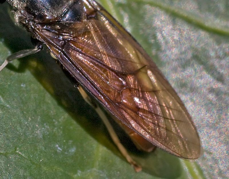 Stratiomyidae: Hermetia illucens?