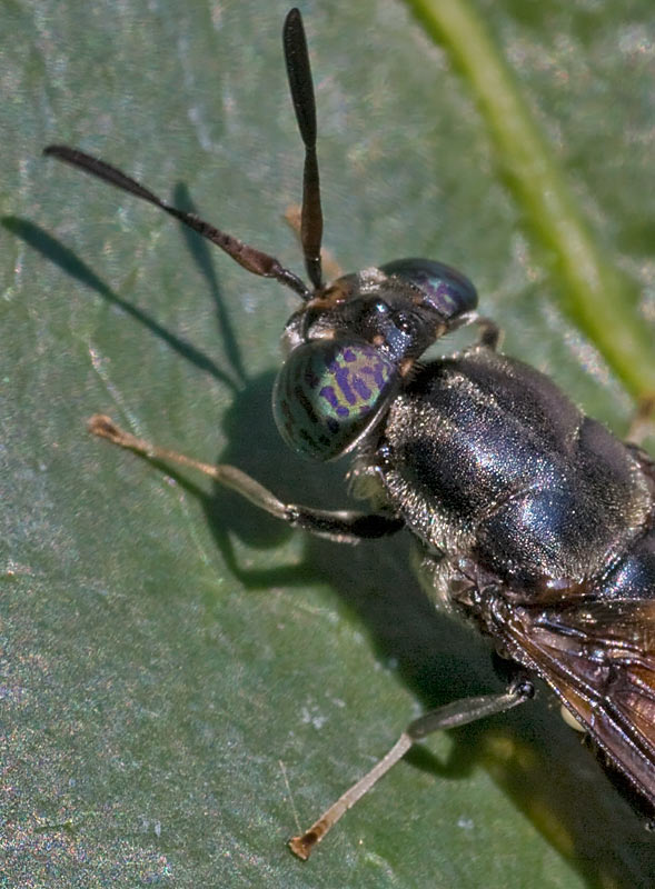 Stratiomyidae: Hermetia illucens?