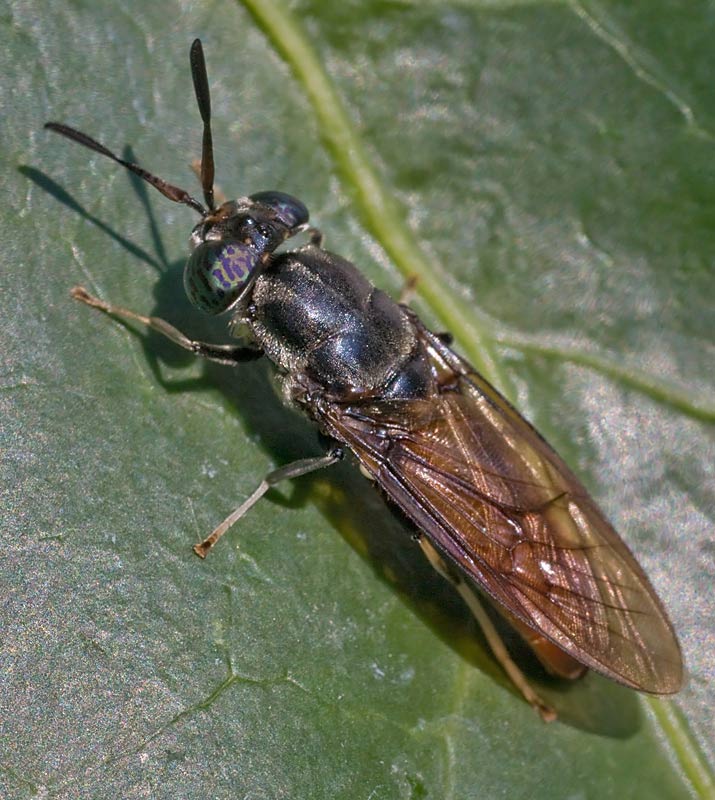 Stratiomyidae: Hermetia illucens?